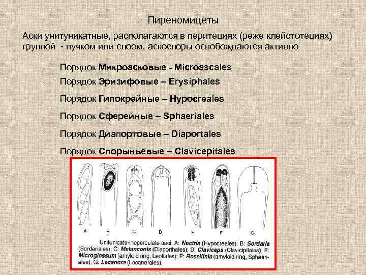 Пиреномицеты Аски унитуникатные, располагаются в перитециях (реже клейстотециях) группой - пучком или слоем, аскоспоры