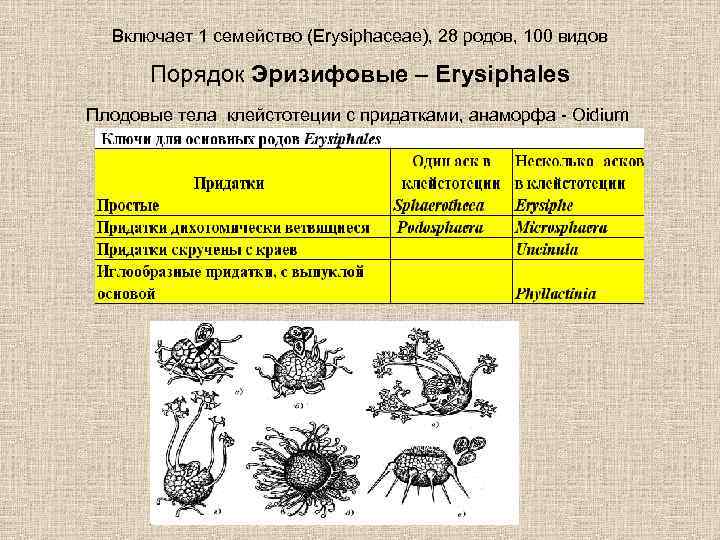 Включает 1 семейство (Erysiphaceae), 28 родов, 100 видов Порядок Эризифовые – Erysiphales Плодовые тела