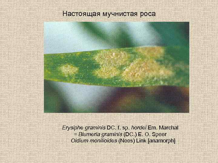 Настоящая мучнистая роса Erysiphe graminis DC. f. sp. hordei Em. Marchal = Blumeria graminis