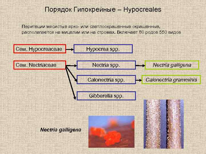 Порядок Гипокрейные – Hypocreales Перитеции мясистые ярко- или светлоокрашенные, располагаются на мицелии или на