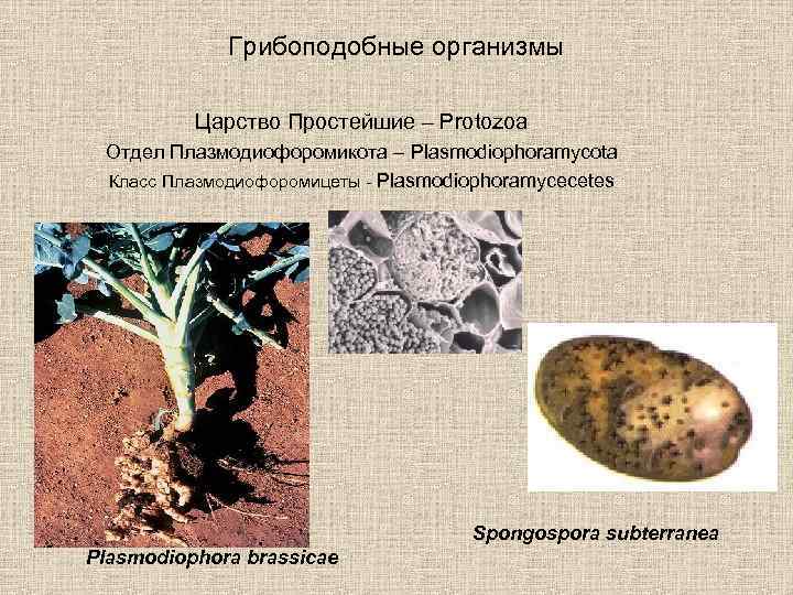 Грибоподобные организмы Царство Простейшие – Protozoa Отдел Плазмодиофоромикота – Plasmodiophoramycota Класс Плазмодиофоромицеты - Plasmodiophoramycecetes