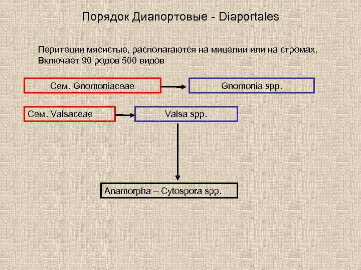 Порядок Диапортовые - Diaportales Перитеции мясистые, располагаются на мицелии или на стромах. Включает 90