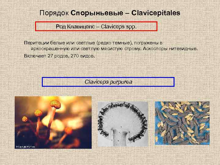 Порядок Спорыньевые – Clavicepitales Род Клавицепс – Claviceps spp. Перитеции белые или светлые (редко