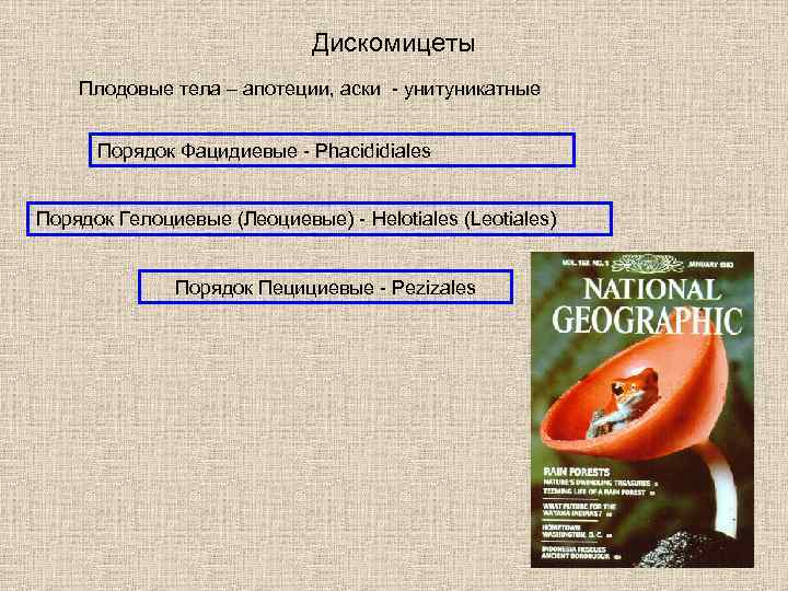 Дискомицеты Плодовые тела – апотеции, аски - унитуникатные Порядок Фацидиевые - Phacididiales Порядок Гелоциевые