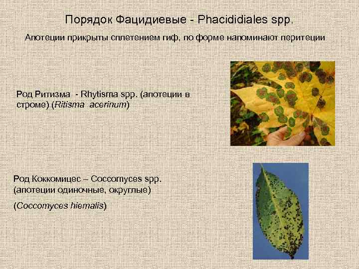 Порядок Фацидиевые - Phacididiales spp. Апотеции прикрыты сплетением гиф, по форме напоминают перитеции Род