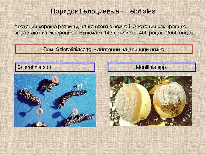 Порядок Гелоциевые - Helotiales Апотеции хорошо развиты, чаще всего с ножкой. Апотеции как правило