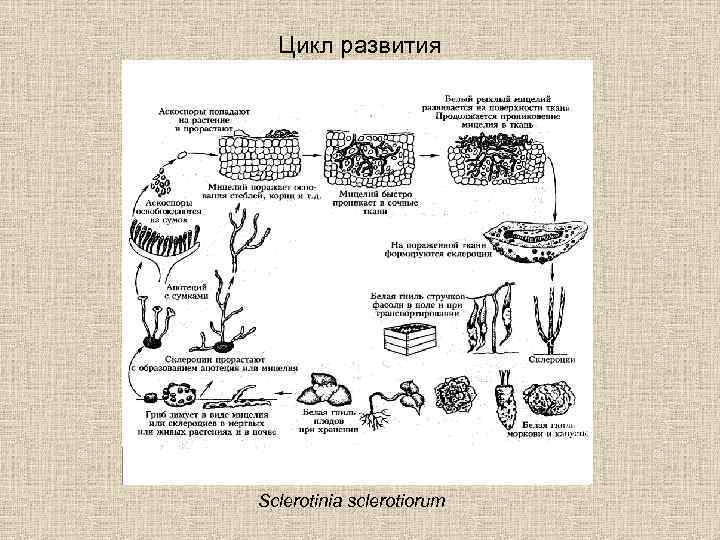 Цикл развития Sclerotinia sclerotiorum 