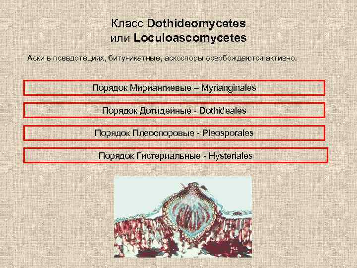 Класс Dothideomycetes или Loculoascomycetes Аски в псевдотециях, битуникатные, аскоспоры освобождаются активно. Порядок Мириангиевые –