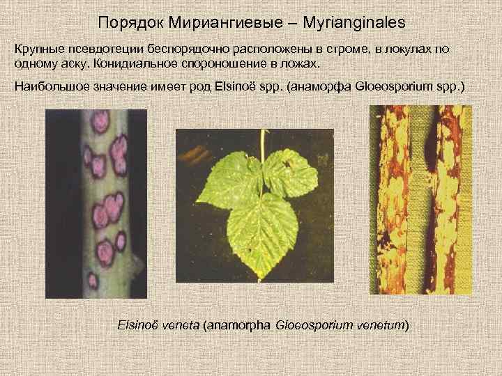 Порядок Мириангиевые – Myrianginales Крупные псевдотеции беспорядочно расположены в строме, в локулах по одному