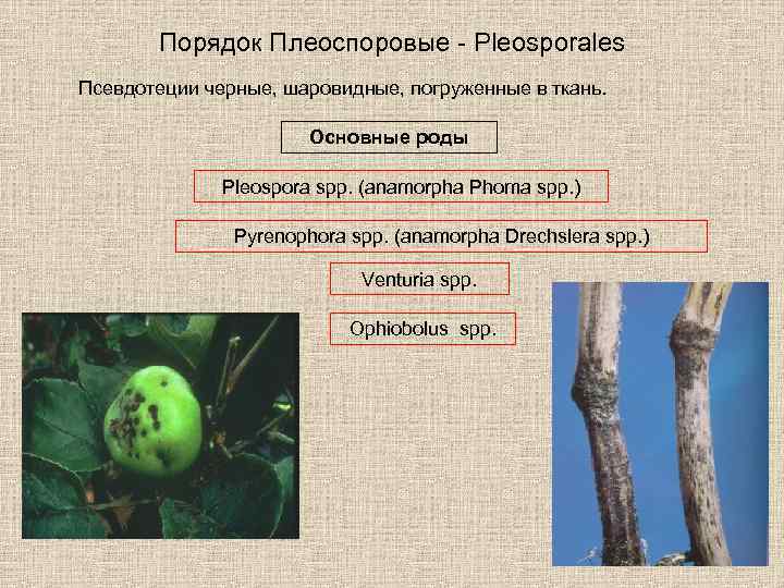 Порядок Плеоспоровые - Pleosporales Псевдотеции черные, шаровидные, погруженные в ткань. Основные роды Pleospora spp.