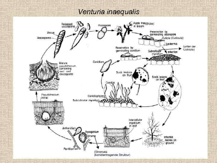 Venturia inaequalis 