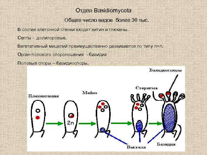 Отдел Basidiomycota Общее число видов более 30 тыс. В состав клеточной стенки входят хитин