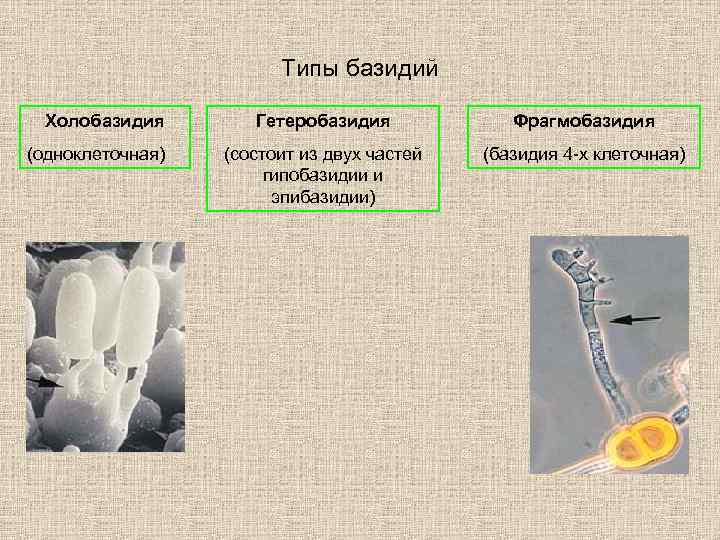 Типы базидий Холобазидия (одноклеточная) Гетеробазидия Фрагмобазидия (состоит из двух частей гипобазидии и эпибазидии) (базидия