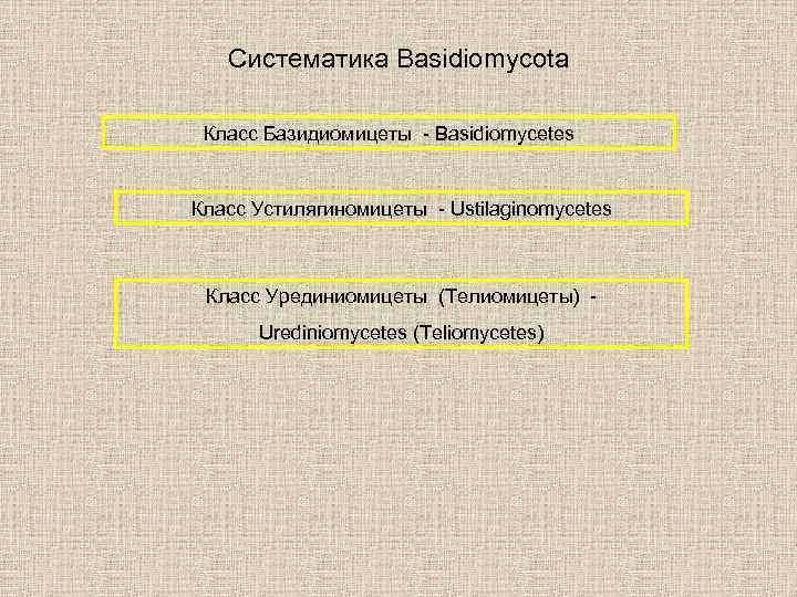 Систематика Basidiomycota Класс Базидиомицеты - Basidiomycetes Класс Устилягиномицеты - Ustilaginomycetes Класс Урединиомицеты (Телиомицеты) Urediniomycetes