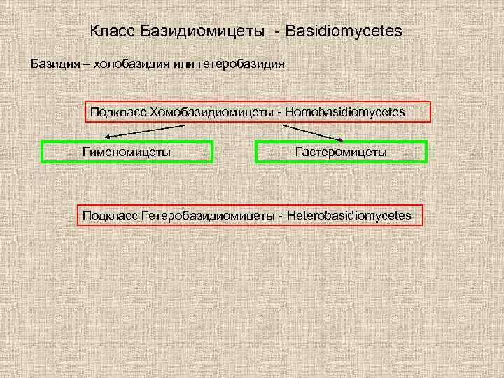 Класс Базидиомицеты - Basidiomycetes Базидия – холобазидия или гетеробазидия Подкласс Хомобазидиомицеты - Homobasidiomycetes Гименомицеты