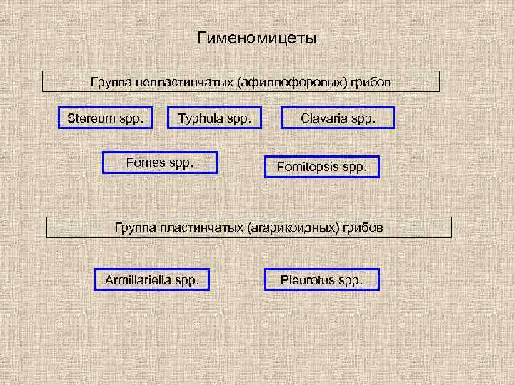 Гименомицеты Группа непластинчатых (афиллофоровых) грибов Stereum spp. Typhula spp. Fomes spp. Clavaria spp. Fomitopsis