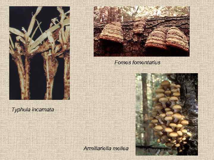 Fomes fomentarius Typhula incarnata Armillariella mellea 