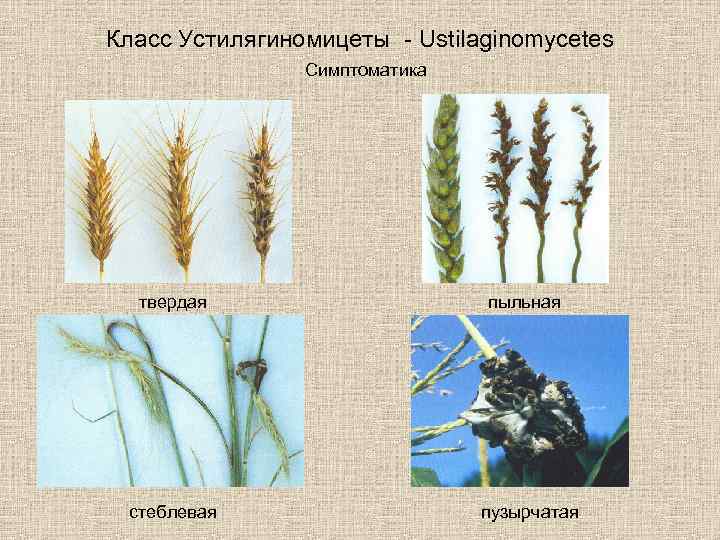 Класс Устилягиномицеты - Ustilaginomycetes Симптоматика твердая стеблевая пыльная пузырчатая 