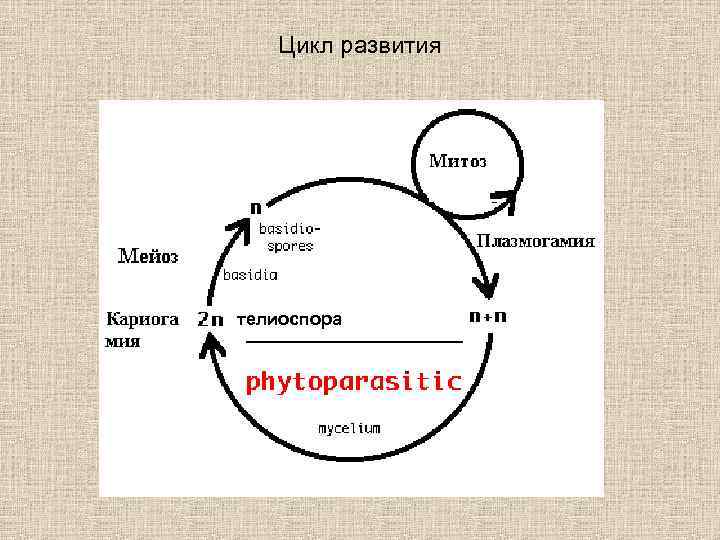 Цикл развития телиоспора 