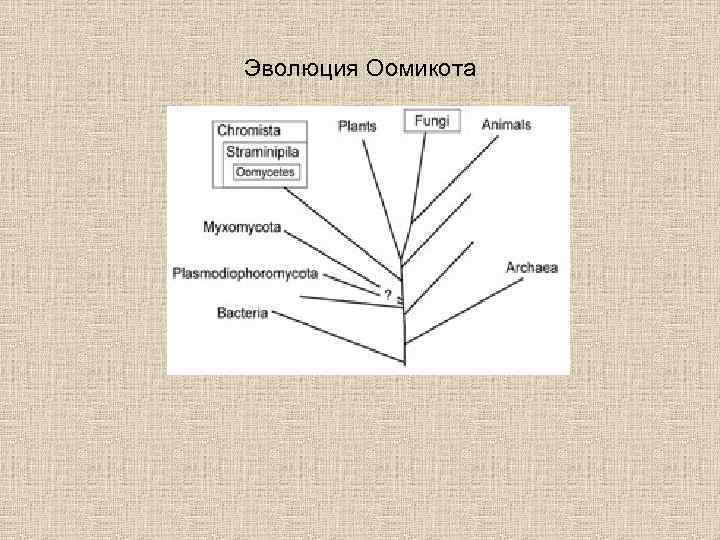 Эволюция Оомикота 