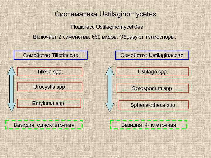 Систематика Ustilaginomycetes Подкласс Ustilaginomycetidae Включает 2 семейства, 650 видов. Образуют телиоспоры. Семейство Tilletiaceae Семейство