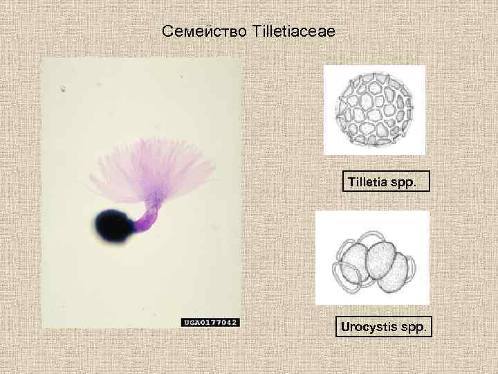 Семейство Tilletiaceae Tilletia spp. Urocystis spp. 