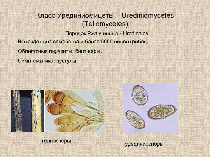 Класс Урединиомицеты – Urediniomycetes (Teliomycetes) Порядок Ржавчинные - Uredinales Включает два семейства и более