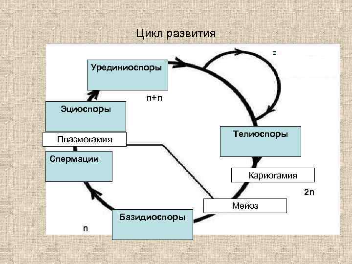 Цикл развития Урединиоспоры n+n Эциоспоры Телиоспоры Плазмогамия Спермации Кариогамия 2 n Мейоз Базидиоспоры n