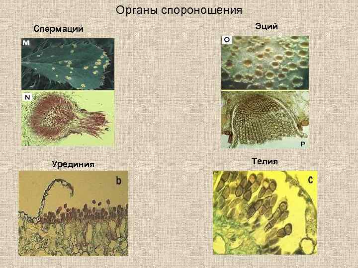 Органы спороношения Спермаций Урединия Эций Телия 