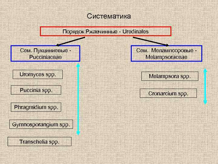 Систематика Порядок Ржавчинные - Uredinales Сем. Пукциниевые Pucciniaceae Uromyces spp. Puccinia spp. Phragmidium spp.