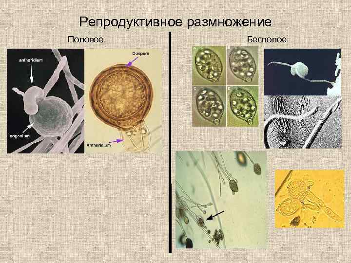 Репродуктивное размножение Половое Бесполое 