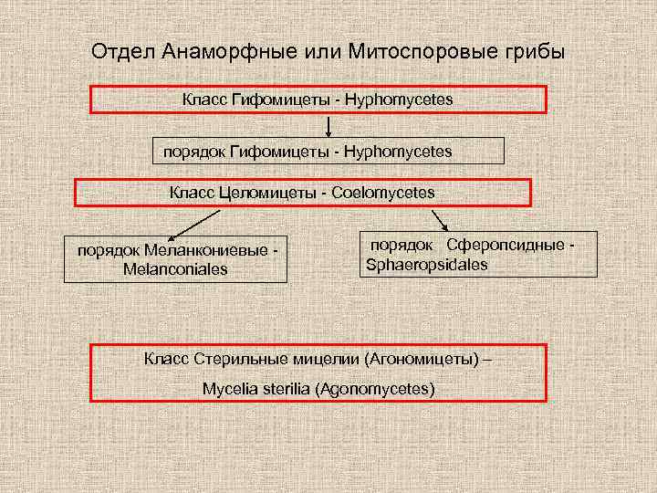 Отдел Анаморфные или Митоспоровые грибы Класс Гифомицеты - Hyphomycetes порядок Гифомицеты - Hyphomycetes Класс