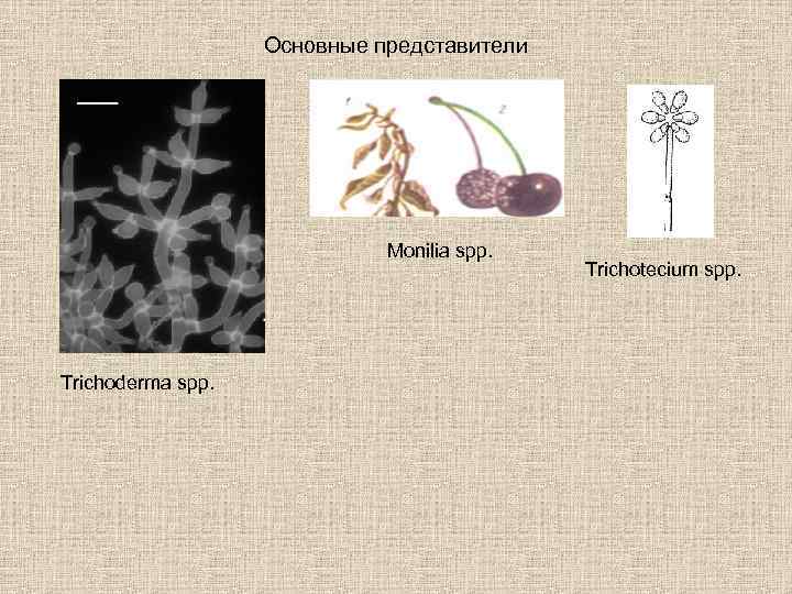 Основные представители Monilia spp. Trichoderma spp. Trichotecium spp. 