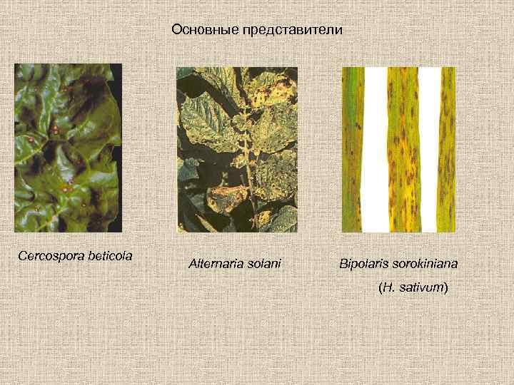 Основные представители Cercospora beticola Alternaria solani Bipolaris sorokiniana (H. sativum) 