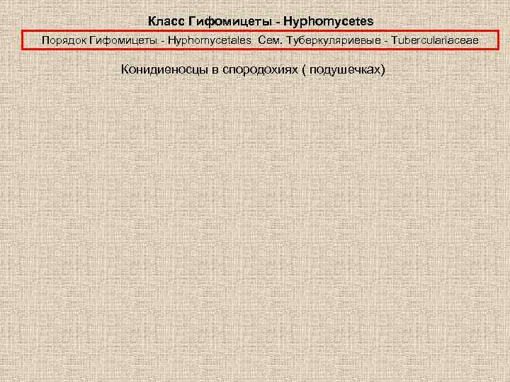 Класс Гифомицеты - Hyphomycetes Порядок Гифомицеты - Hyphomycetales Сем. Туберкуляриевые - Tuberculariaceae Конидиеносцы в