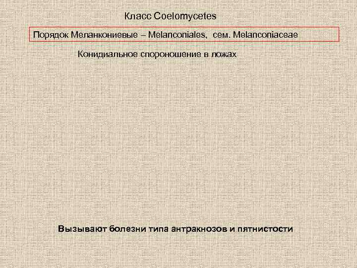 Класс Coelomycetes Порядок Меланкониевые – Melanconiales, сем. Melanconiaceae Конидиальное спороношение в ложах Вызывают болезни