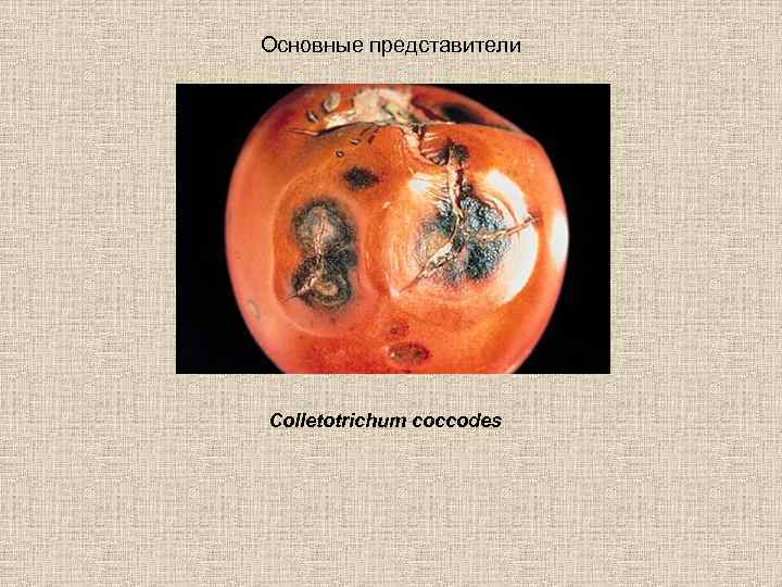 Основные представители Colletotrichum coccodes 