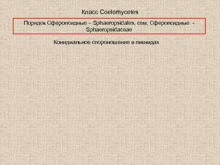 Класс Coelomycetes Порядок Сферопсидные – Sphaeropsidales, сем. Сферопсидные Sphaeropsidaceae Конидиальное спороношение в пикнидах 
