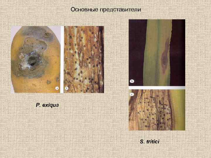 Основные представители P. exiqua S. tritici 