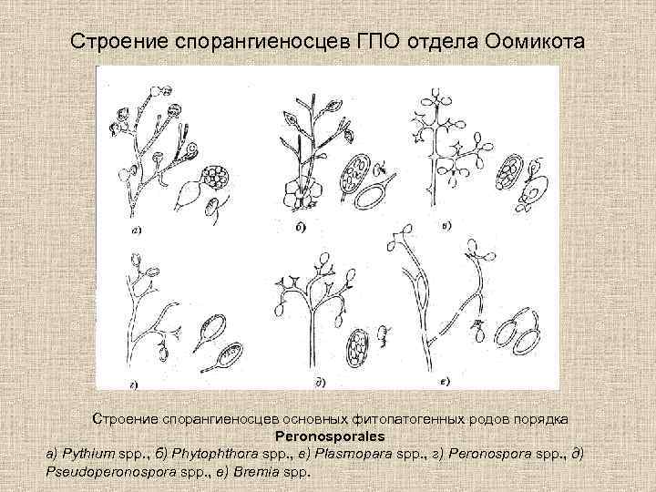 Строение спорангиеносцев ГПО отдела Оомикота Строение спорангиеносцев основных фитопатогенных родов порядка Peronosporales а) Pythium