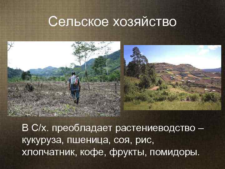   Сельское хозяйство  В С/х. преобладает растениеводство – кукуруза, пшеница, соя, рис,