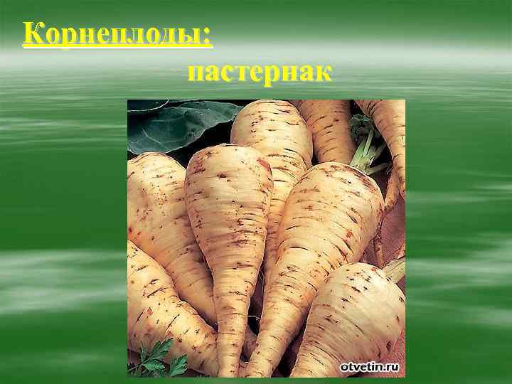 Корнеплоды:  пастернак 