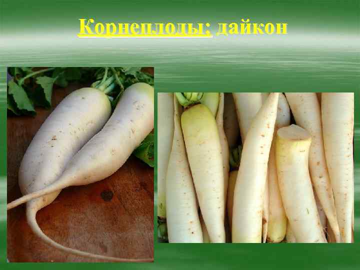 Корнеплоды: дайкон 