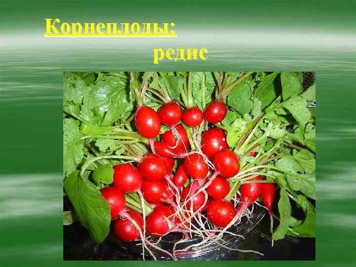 Корнеплоды:  редис 