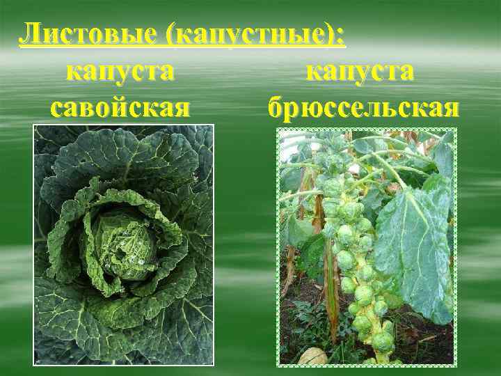 Листовые (капустные):  капуста савойская брюссельская 