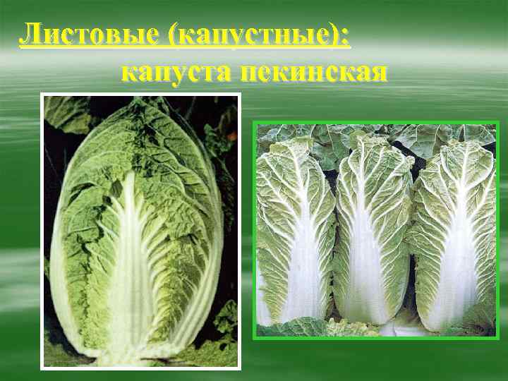 Листовые (капустные):  капуста пекинская 