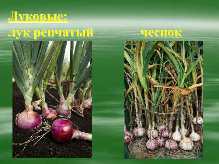 Луковые: лук репчатый  чеснок 