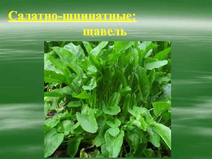 Салатно-шпинатные:  щавель 