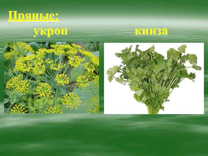 Пряные: укроп  кинза 