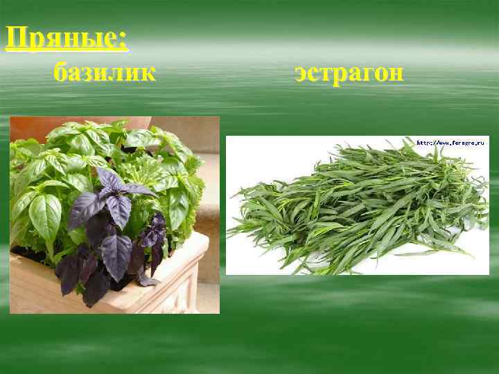 Пряные:  базилик  эстрагон 